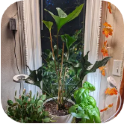 Enlarged phone photo of Anthurium arrow