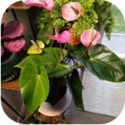 Enlarged phone photo of Anthurium