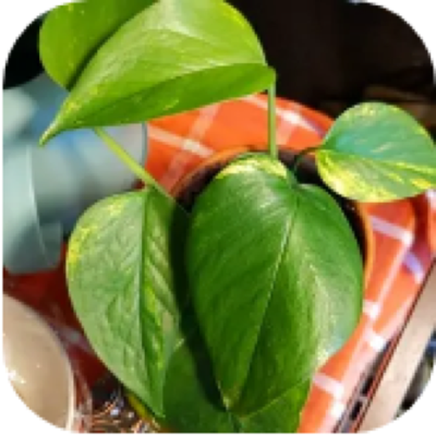 Enlarged phone photo of Golden Pothos