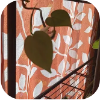Enlarged phone photo of Heartleaf philodendron