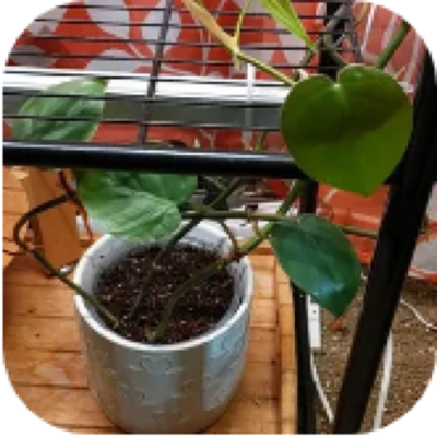 Enlarged phone photo of heartleaf philodendron