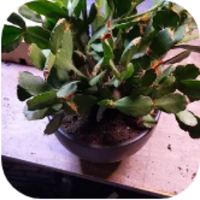 Enlarged phone photo of Lola