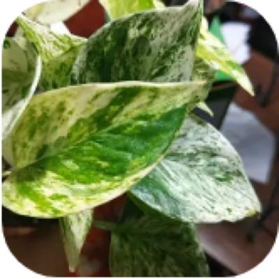 Enlarged phone photo of Marble Queen