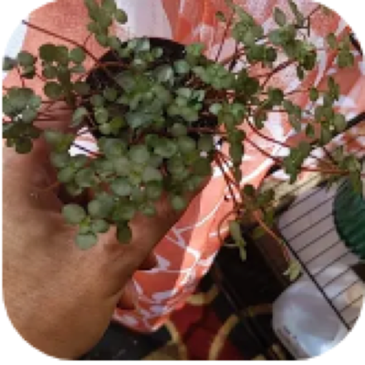 Enlarged phone photo of Pilea Silver Sparkle