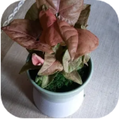 Enlarged phone photo of Pink Syngonium