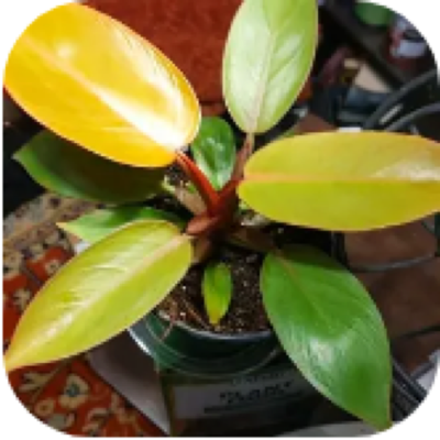 Enlarged phone photo of Prince of Orange