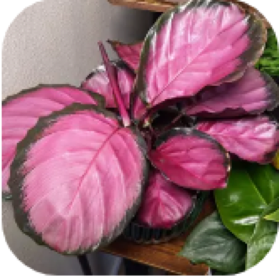 Enlarged phone photo of Purple Rose Calathea