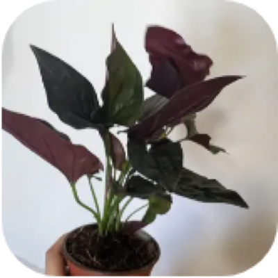 Enlarged phone photo of Red Arrow syngonium
