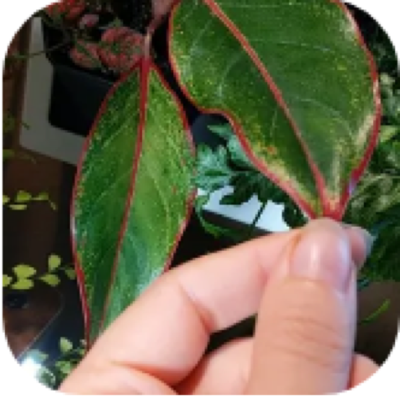 Enlarged phone photo of Red Siam