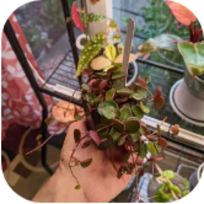 Enlarged phone photo of Ruby Cascade peperomia