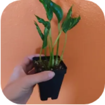 Enlarged phone photo of Shangri La pothos
