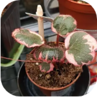 Enlarged phone photo of Strawberry Begonia