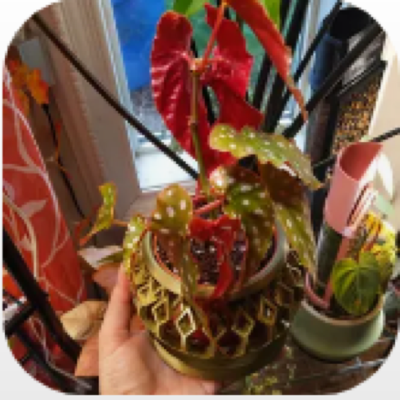 Enlarged phone photo of Toadstool