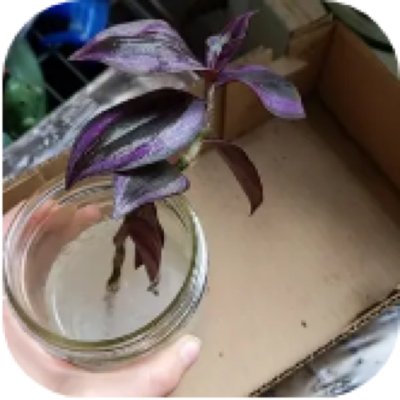 Enlarged phone photo of Tradescantia zebrina
