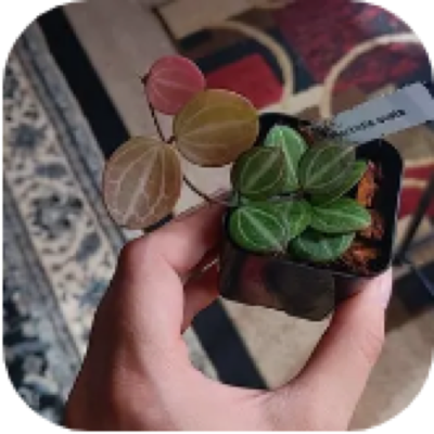Enlarged phone photo of Watermelon dischidia