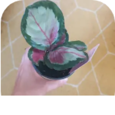 Enlarged phone photo of White Cloud Rose Calathea