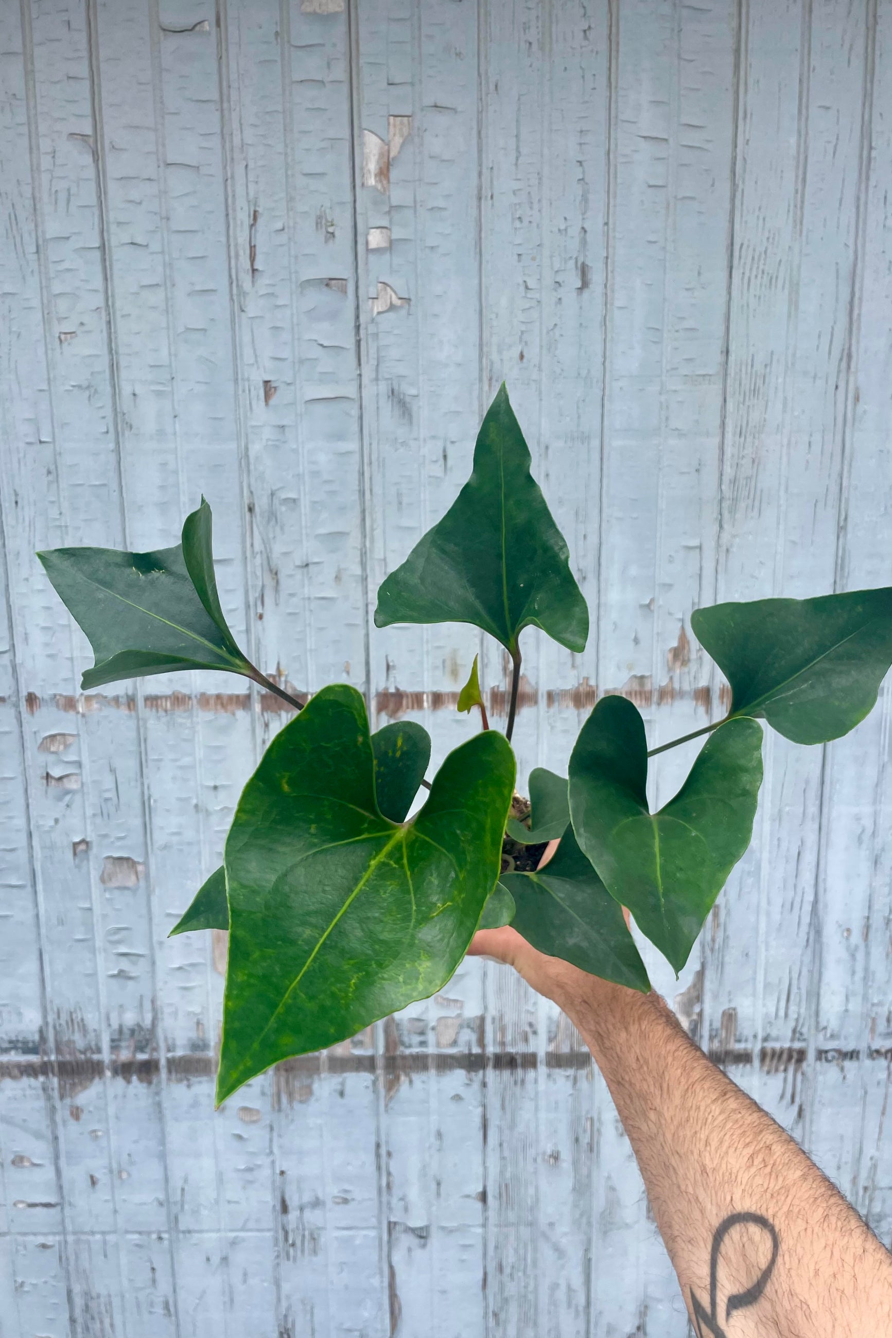 Web reference photo of Anthurium ‘Arrow’