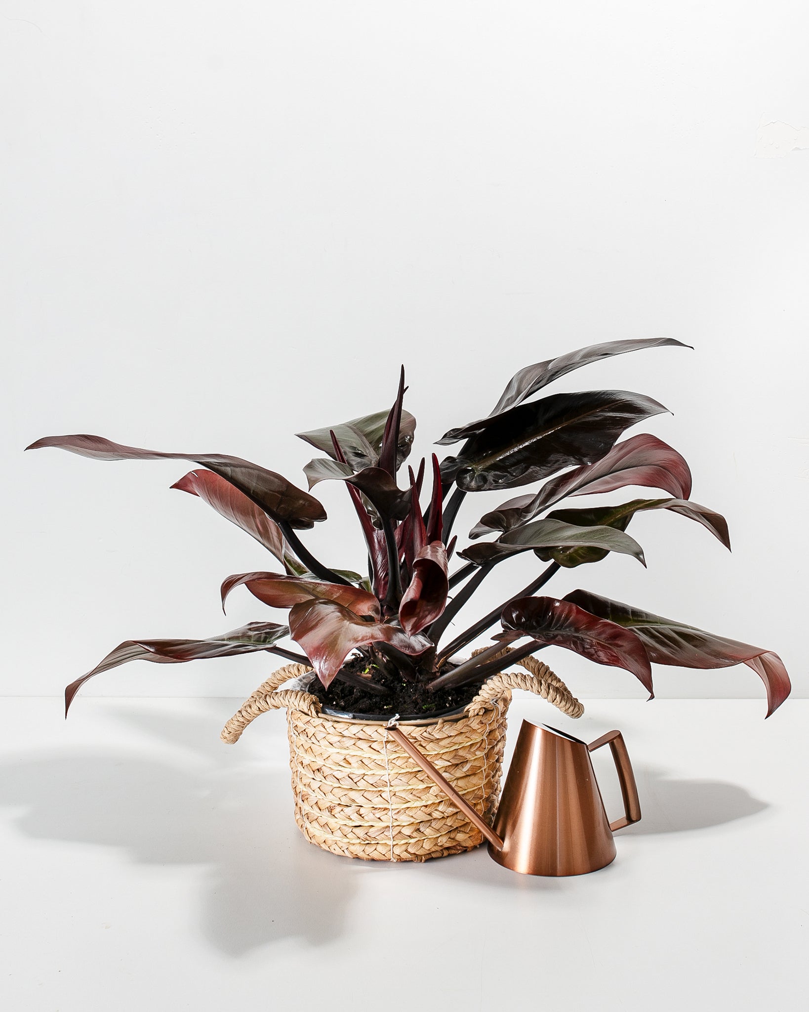 Web reference photo of Philodendron ‘Black Cardinal’