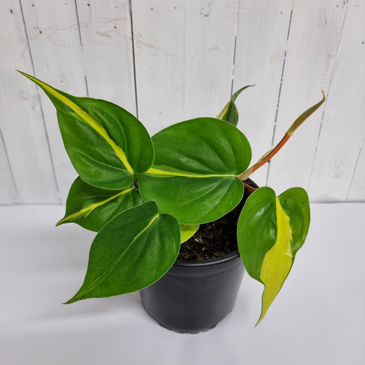 Web reference photo of Philodendron Brasil