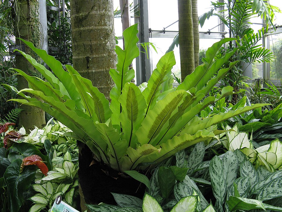 Web reference photo of Crispy Wave Fern