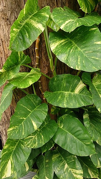 Web reference photo of Golden Pothos