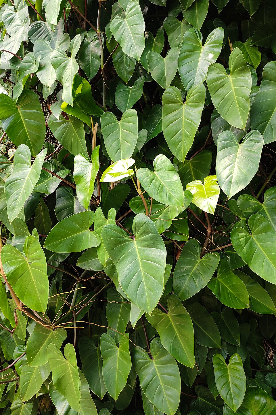 Web reference photo of Heartleaf Philodendron