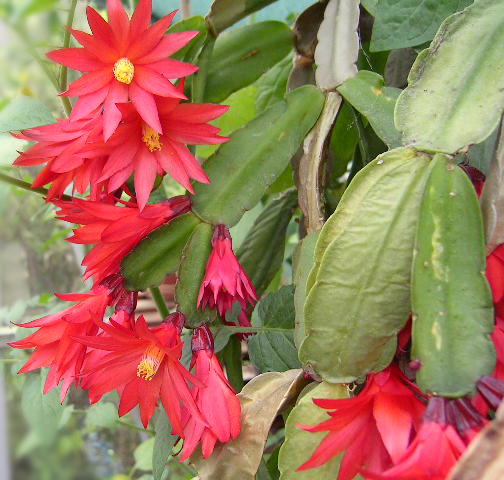 Web reference photo of Easter Cactus