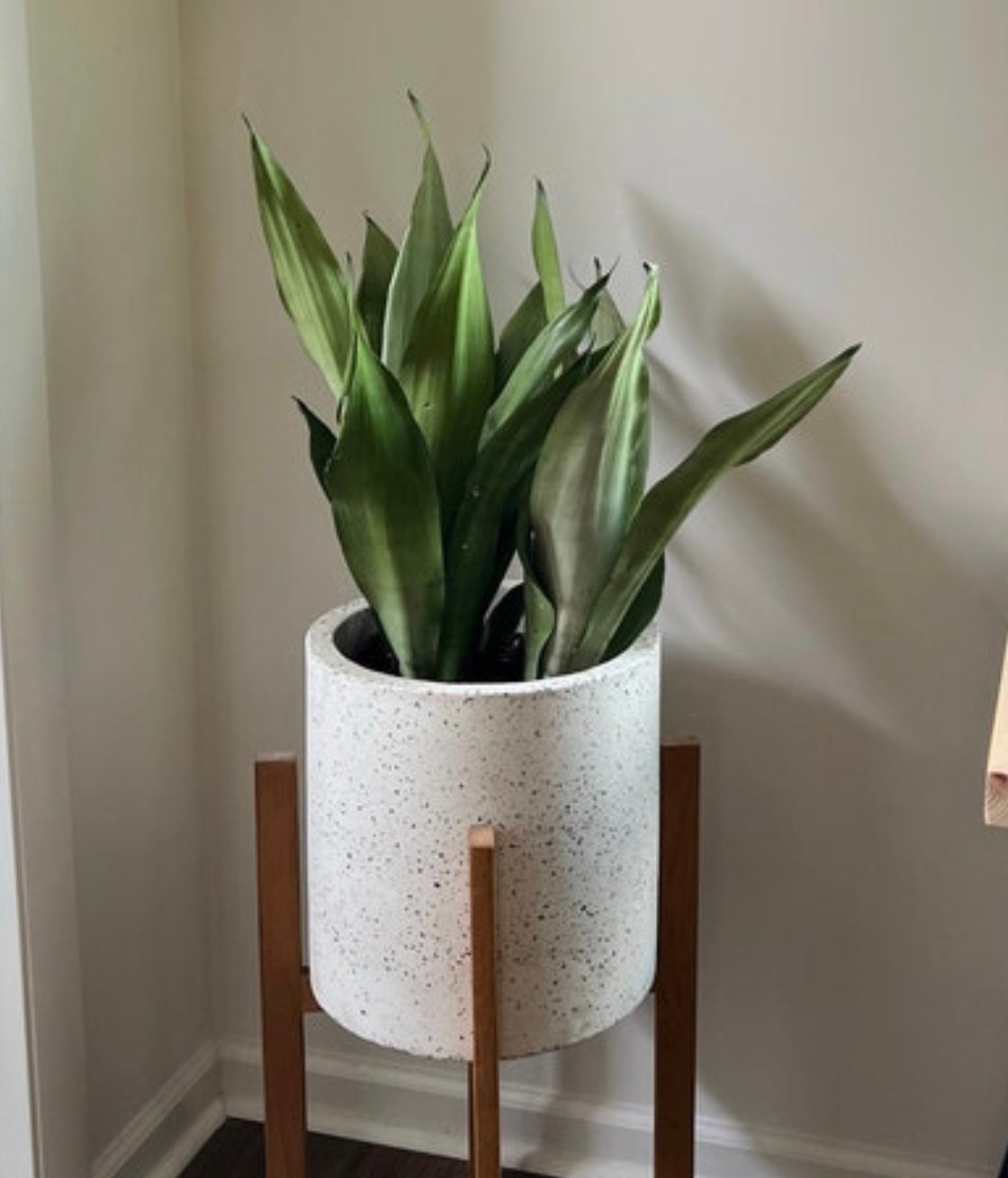 Web reference photo of Silver Snake Plant