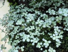 Web reference photo of Pilea ‘Silver Sparkle’