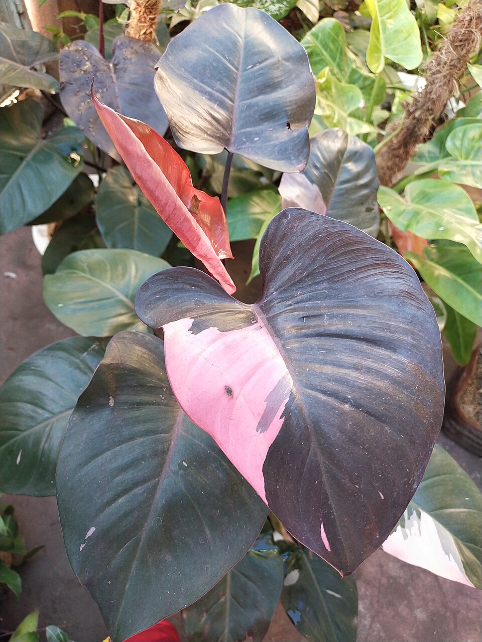 Web reference photo of Pink Princess Philodendron