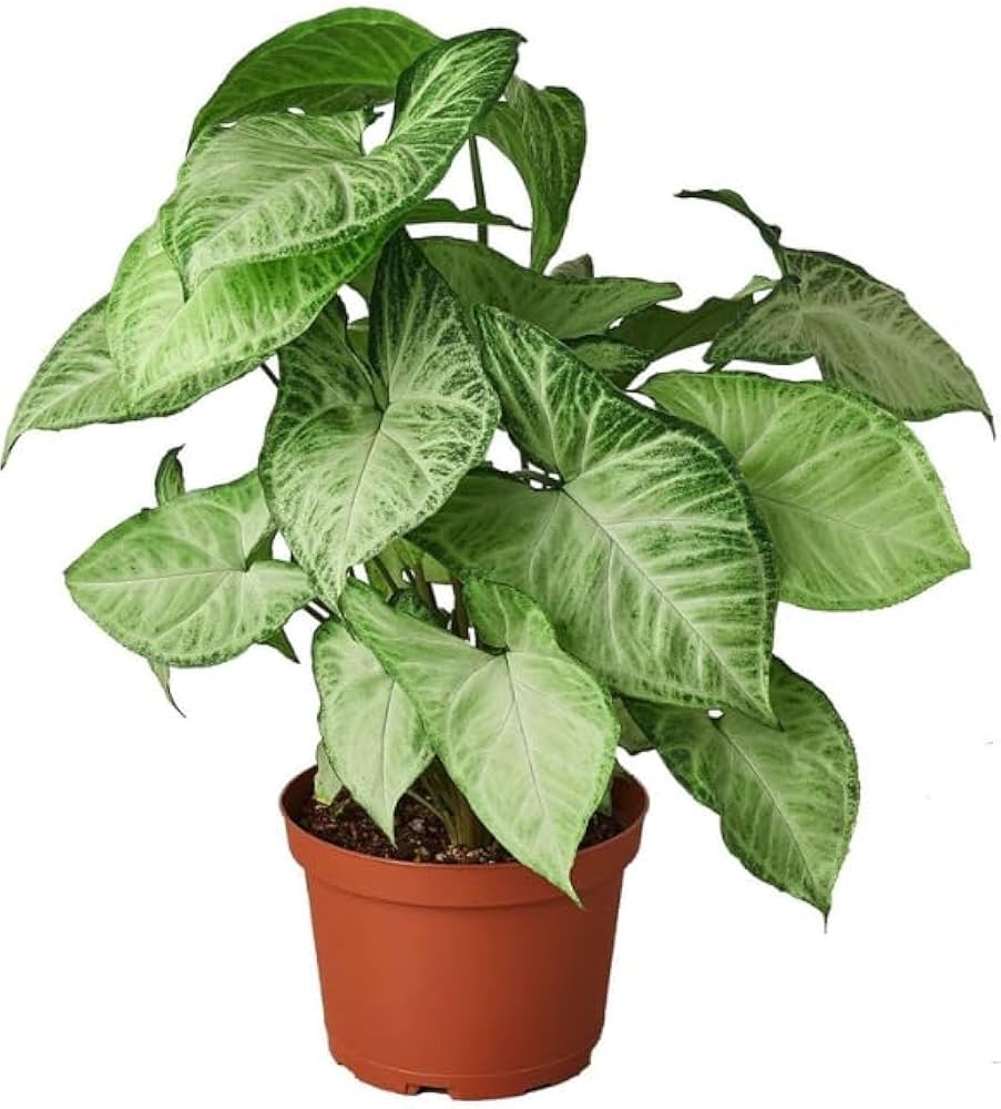 Web reference photo of Pink Syngonium