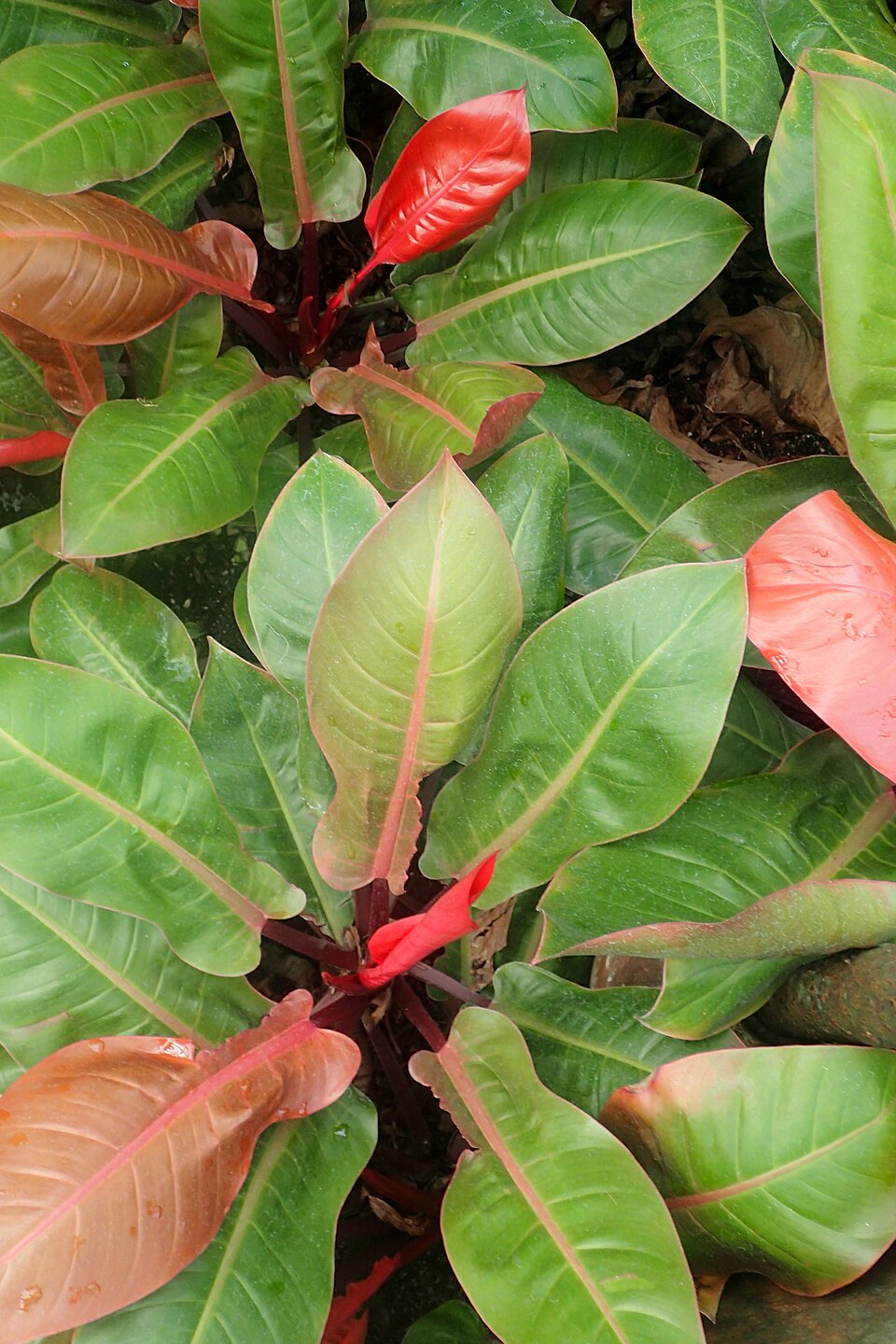 Web reference photo of Philodendron ‘Prince of Orange’