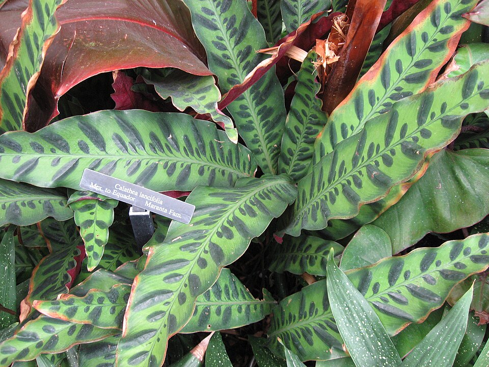 Web reference photo of Rattlesnake Plant
