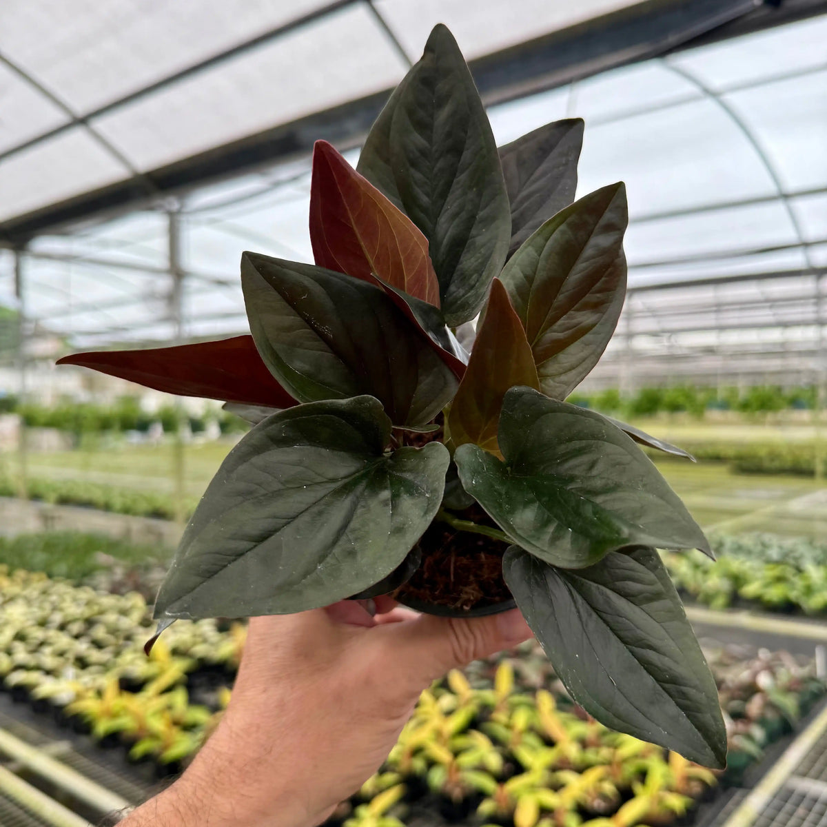 Web reference photo of Arrowhead Vine ‘Red Arrow’