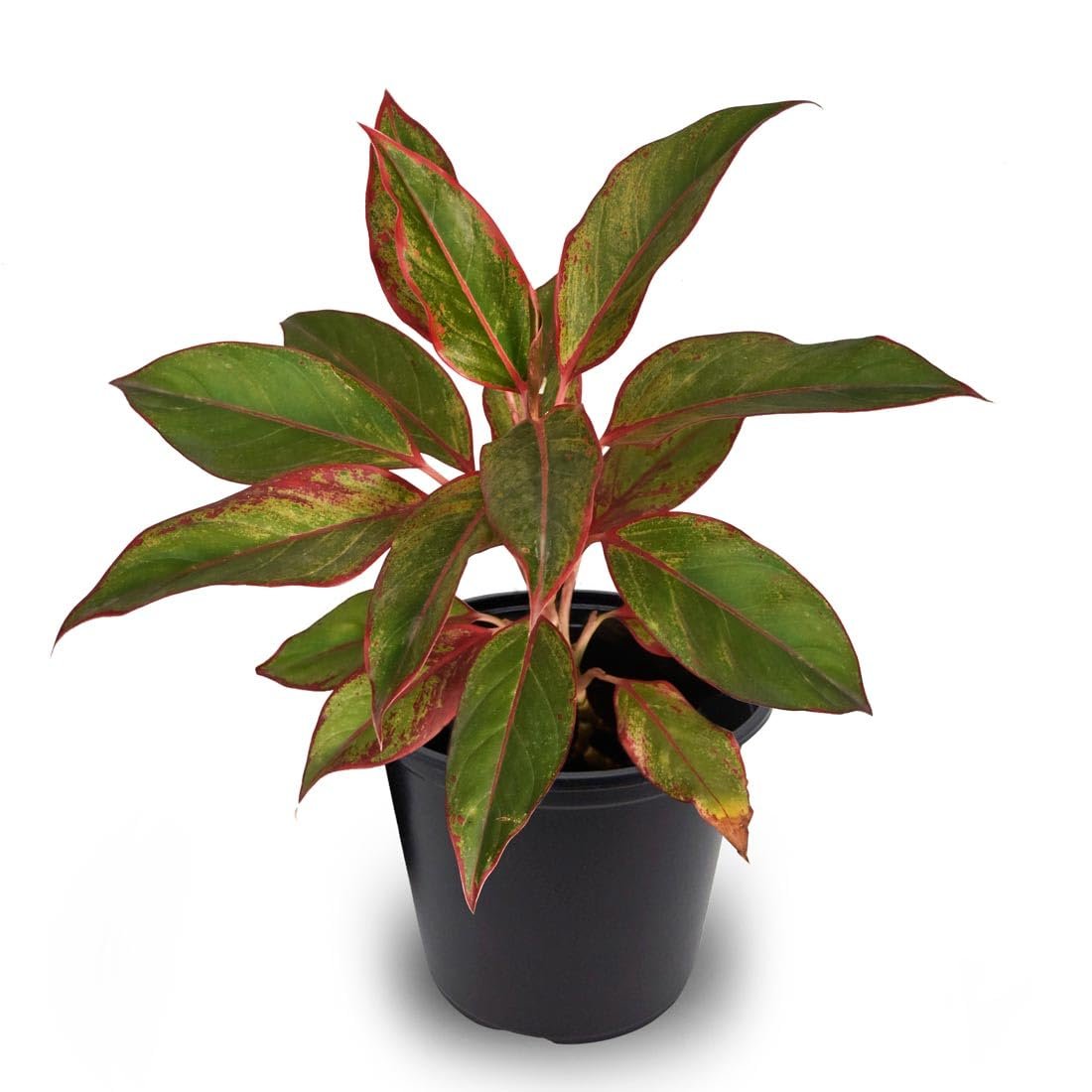 Web reference photo of Red Siam Aurora Aglaonema