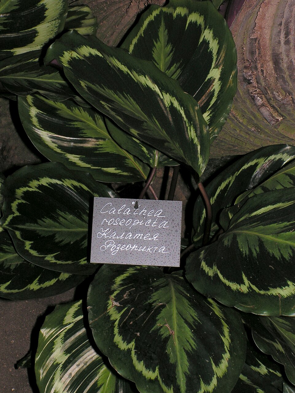 Web reference photo of Rose Calathea