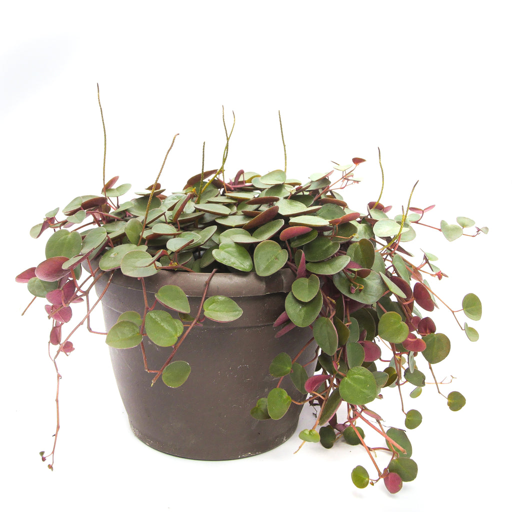Web reference photo of Peperomia ‘Ruby Cascade’