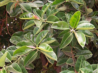 Web reference photo of Ficus ‘Ruby’