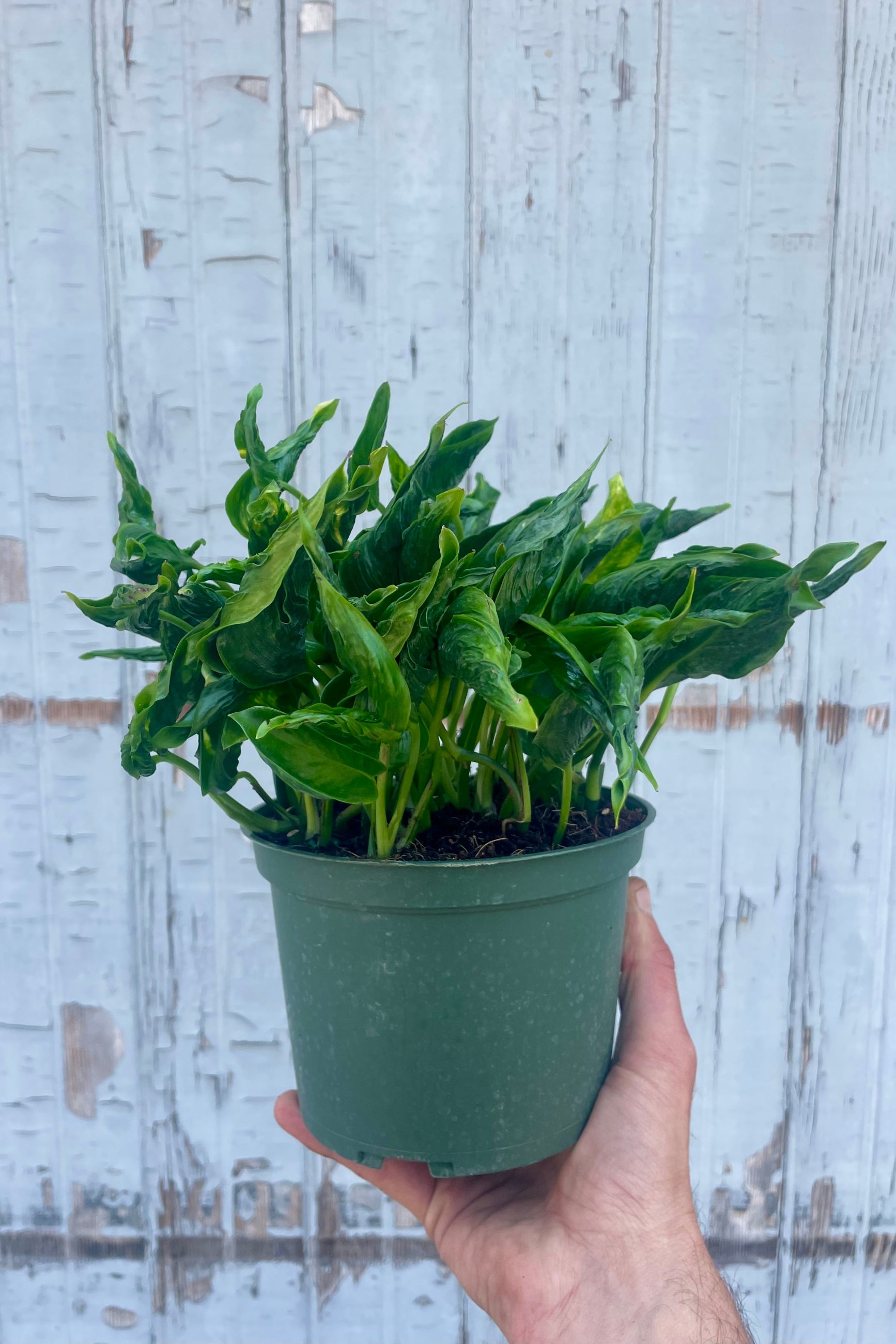 Web reference photo of Pothos ‘Shangri La’