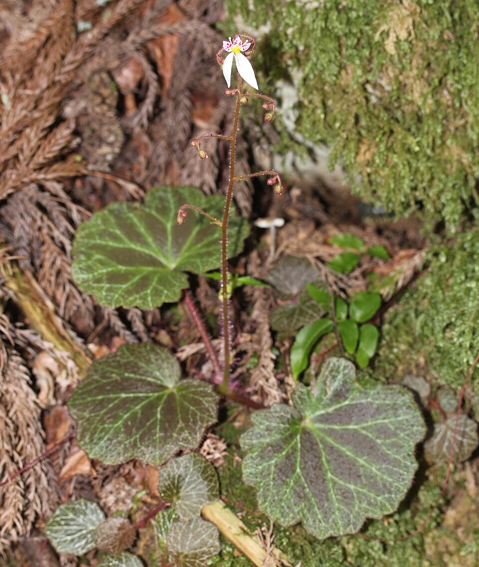 Web reference photo of Strawberry Begonia
