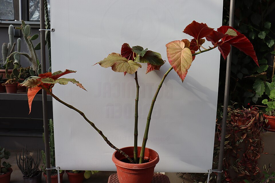 Web reference photo of Polka Dot Begonia