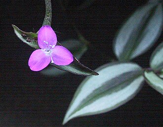 Web reference photo of Tradescantia Zebrina