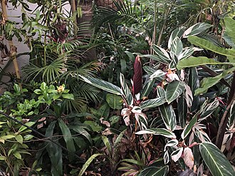 Web reference photo of Stromanthe sanguinea