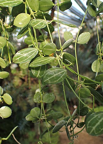 Web reference photo of Watermelon Dischidia