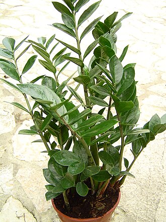 Web reference photo of ZZ Plant